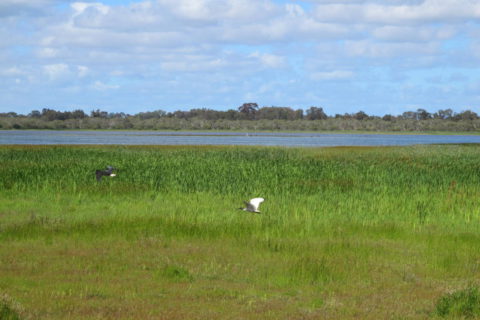 Permalink to: Swan Coastal Plain Wetlands